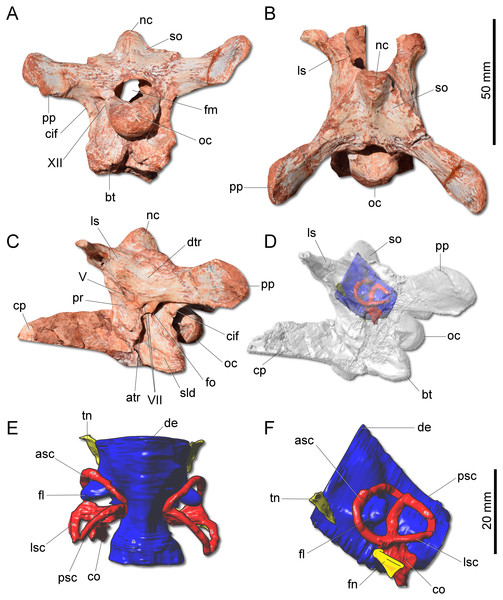 Figure 4: Photographs and reconstruction of the braincase and endocast of CAPPA/UFSM 0009. (A) Braincase in caudal view. (B) Braincase in dorsal view. (C) Braincase in left lateral view. (D) Three-dimensional rendering of the neurocranium in left lateral view with the endocast highlighted. (E) Endocasts of the brain, inner ear, and cranial nerves in dorsal view. (F) Endocasts of the brain, inner ear, and cranial nerves in left lateral view. asc, anterior semicircular canal; atr, anterior tympani