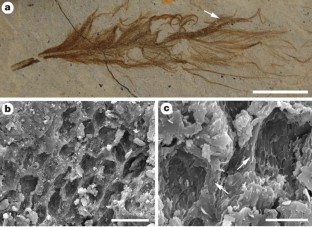 Figure 1: Melanosomes in an isolated pennaceous feather (IVPP V15388B).