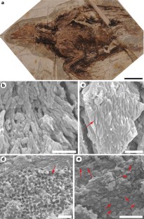 Figure 2: Melanosomes in feathers of the bird Confuciusornis (IVPP V13171).