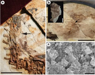 Figure 3: Melanosomes in the integumentary filaments of the dinosaur Sinosauropteryx (IVPP V14202).