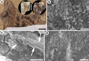 Figure 4: Melanosomes in the integumentary filaments of the dinosaur Sinornithosaurus (IVPP V12811).