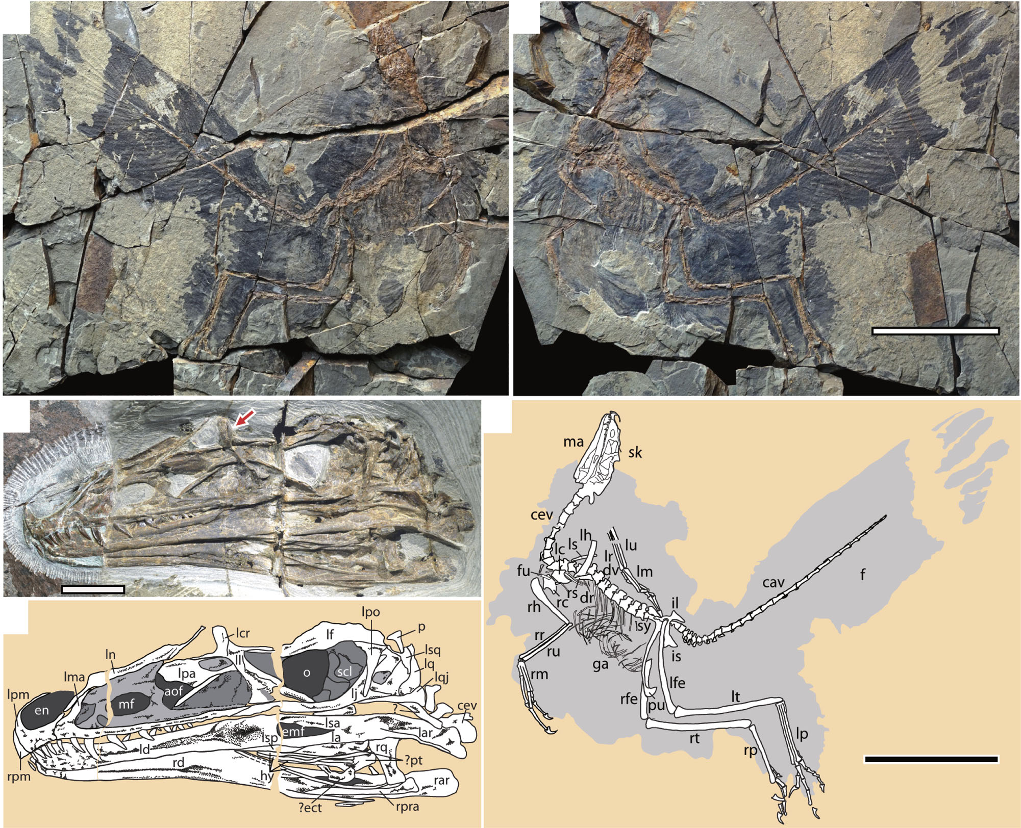 Caihong juji holotype specimen (PMoL-B00175). Photographs of the slab (a) and counter slab (b) and line drawing (c) of the specimen based on both