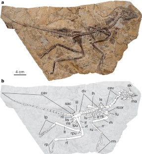 Figure 1: Aurornis xui YFGP-T5198.