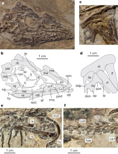 Figure 2: Selected skeletal elements of Aurornis xui YFGP-T5198.
