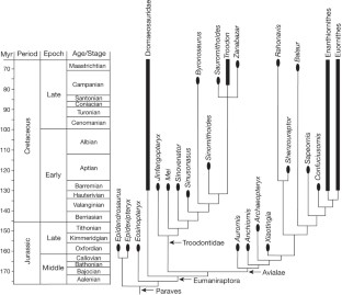 Figure 3: Phylogenetic relationships of Aurornis xui among coelurosaurian theropods.
