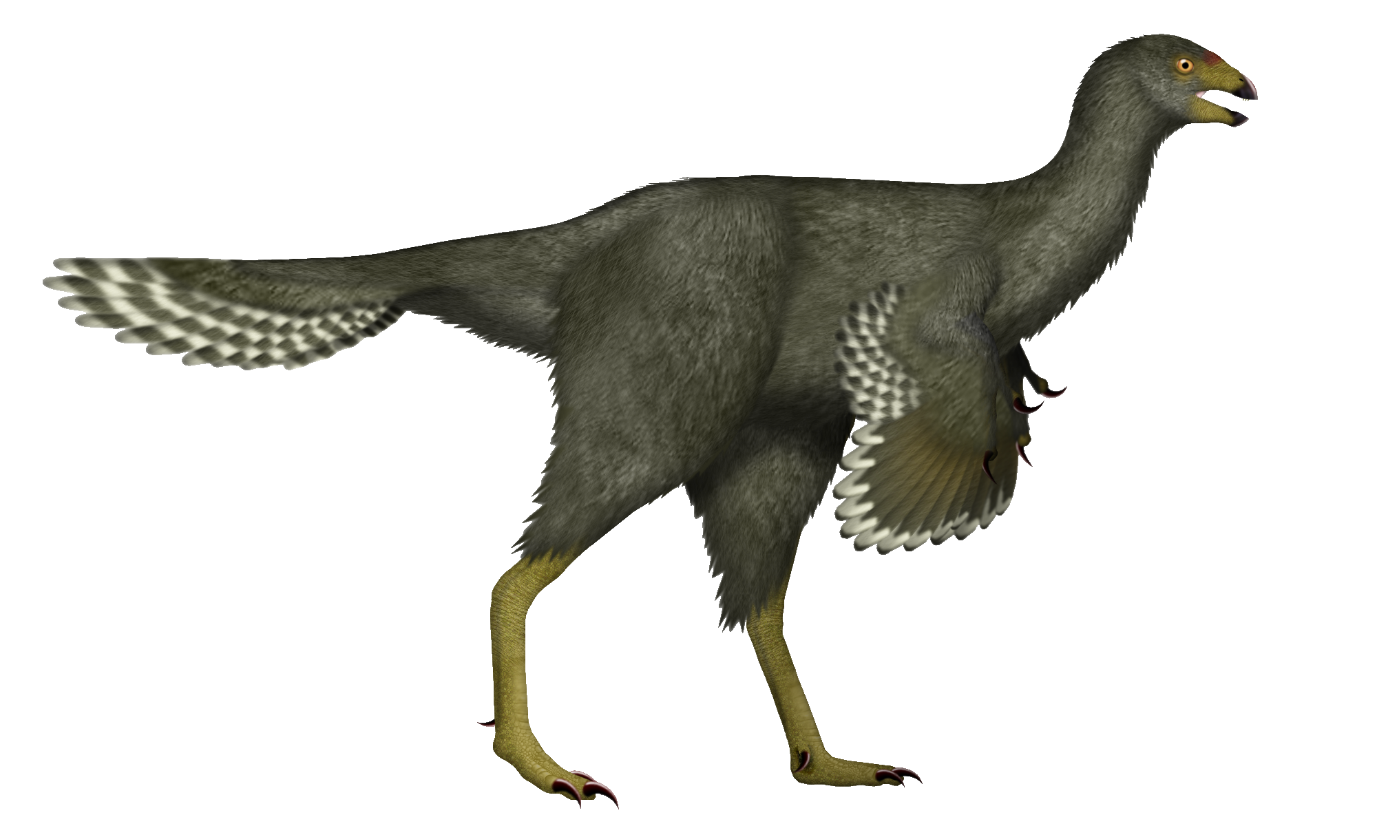 Caudipteryx zoui