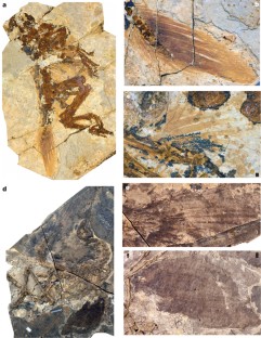 Figure 1: Feathers of two Similicaudipteryx specimens.