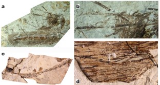 Figure 2: Elongate broad filamentous feathers in selected non-avian theropods.