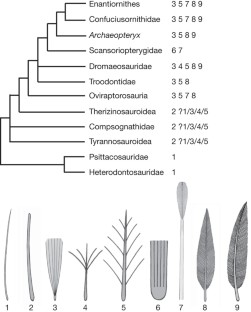 Figure 3: Known feather morphotypes across a simplified dinosaurian phylogeny.