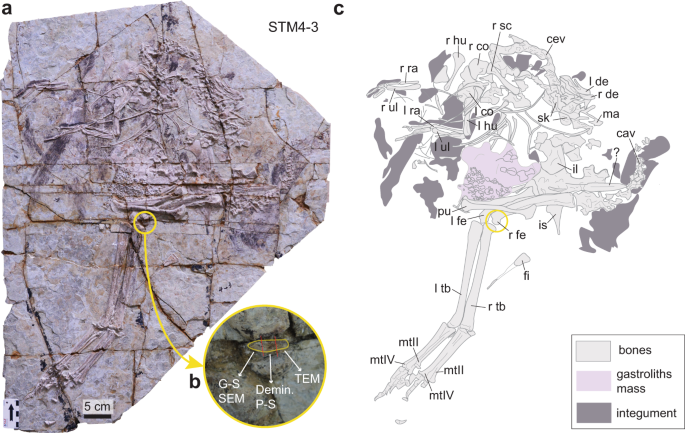 Fig. 1: Photograph and line drawing of Caudipteryx STM4-3.