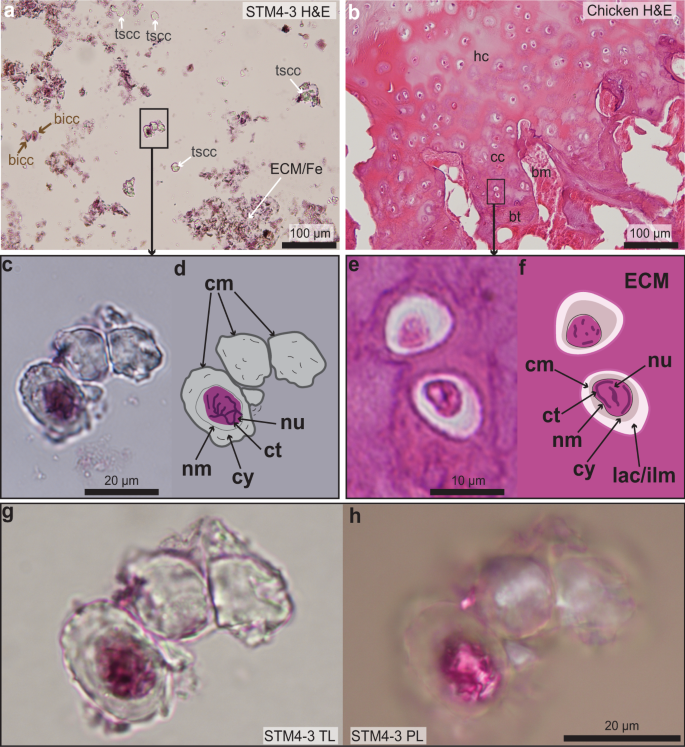 Fig. 4: Photographs of H&E stained paraffin sections of the cartilage of STM4-3 and that of an extant chicken.