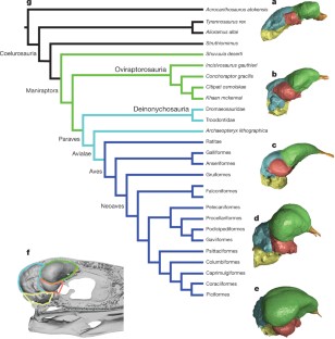 Figure 1: Coelurosaur phylogeny and partitioned endocranial casts.