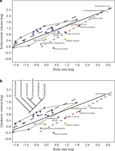 Figure 2: Bivariate plots of log-transformed body-mass data.