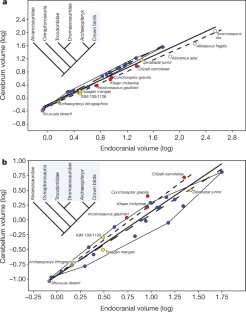 Figure 3: Bivariate plots of log-transformed total-endocranial-volume data.