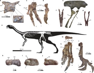 Figure 1: Skeletal anatomy of Chilesaurus diegosuarezi gen. et sp. nov.