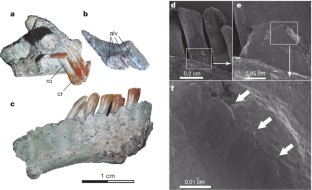 Figure 2: Selected cranial bones and teeth of Chilesaurus diegosuarezi gen. et sp. nov. (SNGM-1935).