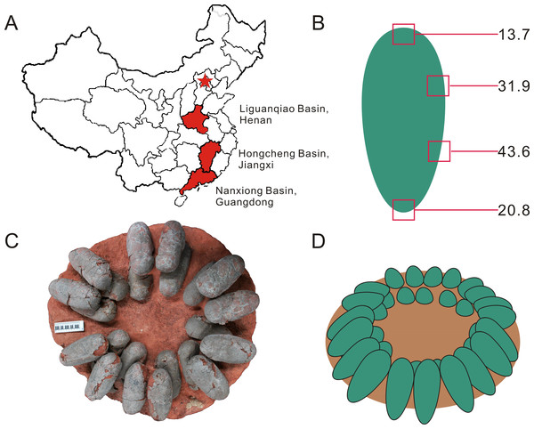 Figure 1: Provenance of Heyuannia eggshell, reconstructed zonal egg water vapor conductance, oviraptor clutch structure, and corrected, reconstructed egg color. (A) Geographical map of China. The capital city, Beijing, is indicated by the red star. Red shaded provinces indicate the three different localities where the specimens were collected: the Liguanqiao Basin in Henan, the Hongcheng Basin in Jiangxi, and the Nanxiong Basin in Guangdong (see Supplemental Information ). (B) The reconstructed 