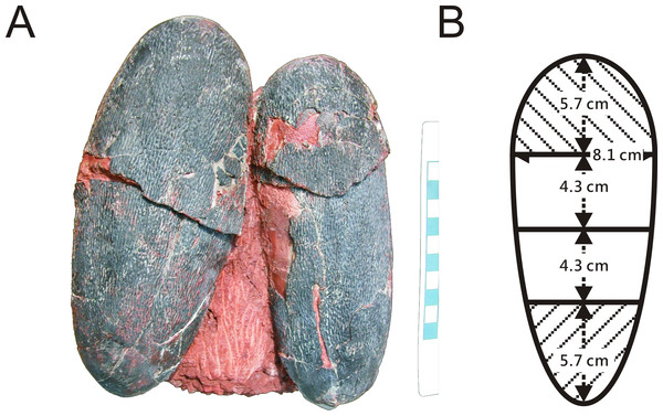 Figure 2: (A) Pair of oviraptorid Heyuannia eggs (NMNS CYN-2004-DINO-05) from the Chinese province of Jiangxi before sampling. Porosity measurements and calculations of water vapor conductance are based on these eggs. Pieces of eggshell from each of the four zones depicted in (B) were used in porosity measurements. (B) Egg model separated into four zones used for zonal porosity measurements. Therefore, double half-prolate spheroids and cone models of the idealized egg were used to estimate the z