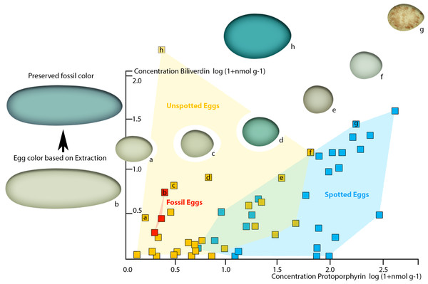 Figure 4: Plot of oviraptor egg and different avian egg biliverdin concentrations against their protoporphyrin concentrations with example for the overall color impression based on the dataset published by Cassey et al. (2012) . Avian eggs cluster together moderately separated into unspotted (yellow cluster, yellow squares) and spotted (blue cluster, blue squares) eggs. Fossil oviraptorid eggs span a color space (red cluster) and are represented by red squares, all nested within definitely unspo