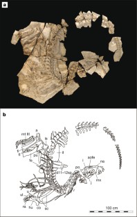 Figure 1: Holotype of Concavenator corcovatus .