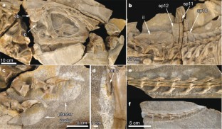 Figure 3: Details of the holotype of Concavenator corcovatus .