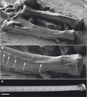 Figure 4: Forearm of Concavenator corcovatus .