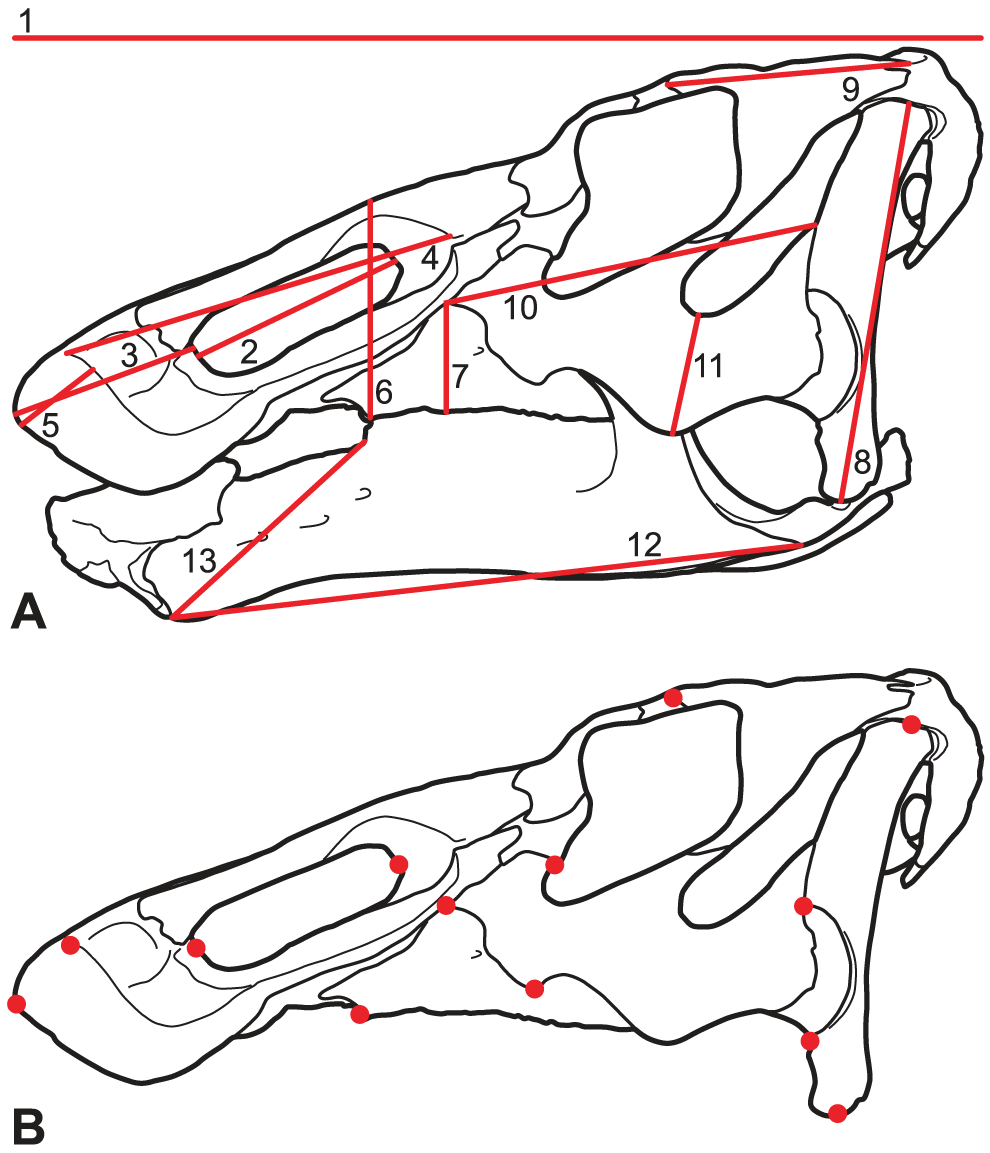 Figure 3. Measurements and landmarks used in this study.