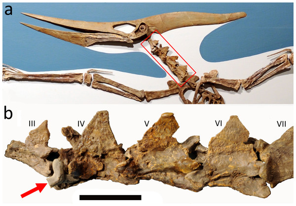 Figure 1: Mounted Pteranodon and close up of the neck. (A) mounted Pteranodon sp. skeleton LACM 50926 on display in the Los Angeles county museum with highlighted section of the vertebrae shown below; (B) Close up of the vertebral series and shark tooth (indicated by an arrow). Cervical vertebrae III–VII are indicated. Scale bar is 50 mm—this is an approximate value based on published measurements of the vertebrae. Image credit: (A) Stephanie Abramowicz, courtesy Dinosaur Institute, Natural Hist