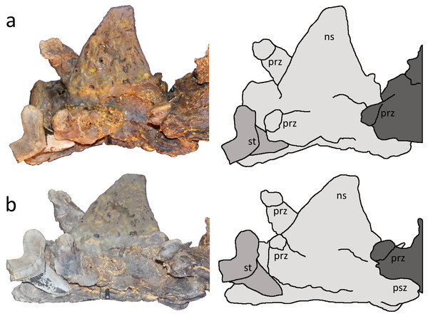 Figure 2: Two close up views of the Cretoxyrhina mantelli tooth with tracings. (A) left dorsolateral view; (B) left dorsoventral view showing its intimate association with cervical vertebra IV. The tooth is highlighted in medium grey, the 4th cervical vertebra in pale grey and the 5th cervical in dark grey. Abbreviations: ns neural spine, prz prezygopophysis, psz postzygopophysis, st shark tooth. Image credit: David Hone. Download full-size image DOI: 10.7717/peerj.6031/fig-2