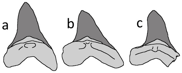 Figure 3: Cretoxyrhina mantelli anterior teeth. Tracing of Cretoxyrhina mantelli anterior teeth from Bourdon & Everhart (2011) , their figure 5, mirrored from their original). (A) position 3 in the jaw; (B) position 4; (C) LACM 50926 tooth. The bases of the teeth are shaded in pale grey and the enamel is dark grey. Image credit: David Hone. Download full-size image DOI: 10.7717/peerj.6031/fig-3