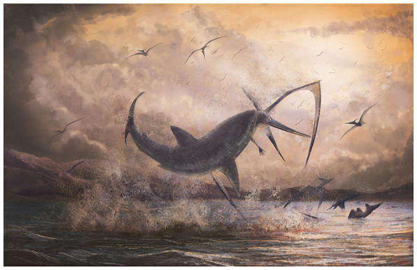 Figure 4: Restored scene of Cretoxyrhina attacking Pteranodon . Life reconstruction of a c. 2.5 m long breaching Cretoxyrhina mantelli biting the neck of a 5 m wingspan Pteranodon longiceps , a scene inspired by LACM 50926. The predatory behaviour of this scene is speculative with respect to the data offered by the specimen, but reflects the fact that Cretoxyrhina is generally considered a predatory species, the vast weight advantage of the shark against the pterosaur (see text), and the juvenil