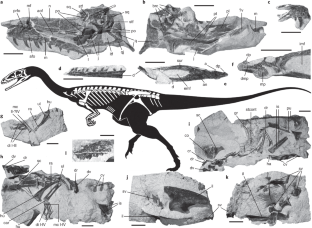 Fig. 1: Skeletal anatomy of N. frickensis gen. et sp. nov.