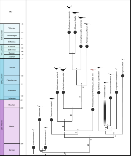 Fig. 2: Phylogenetic relationships of N. frickensis gen. et sp. nov.
