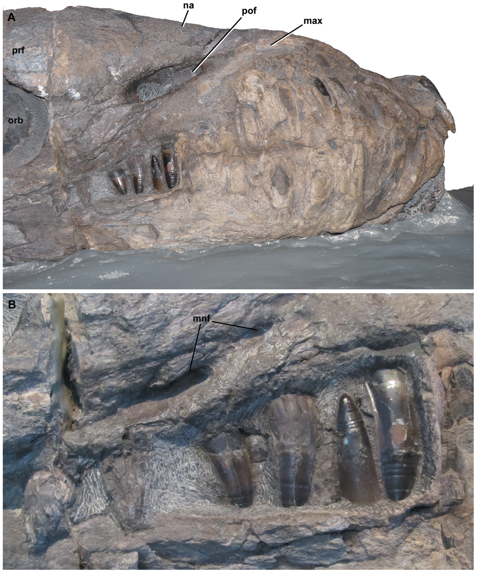Figure 1. Dakosaurus andiniensis , referred specimen MOZ 6146P.
