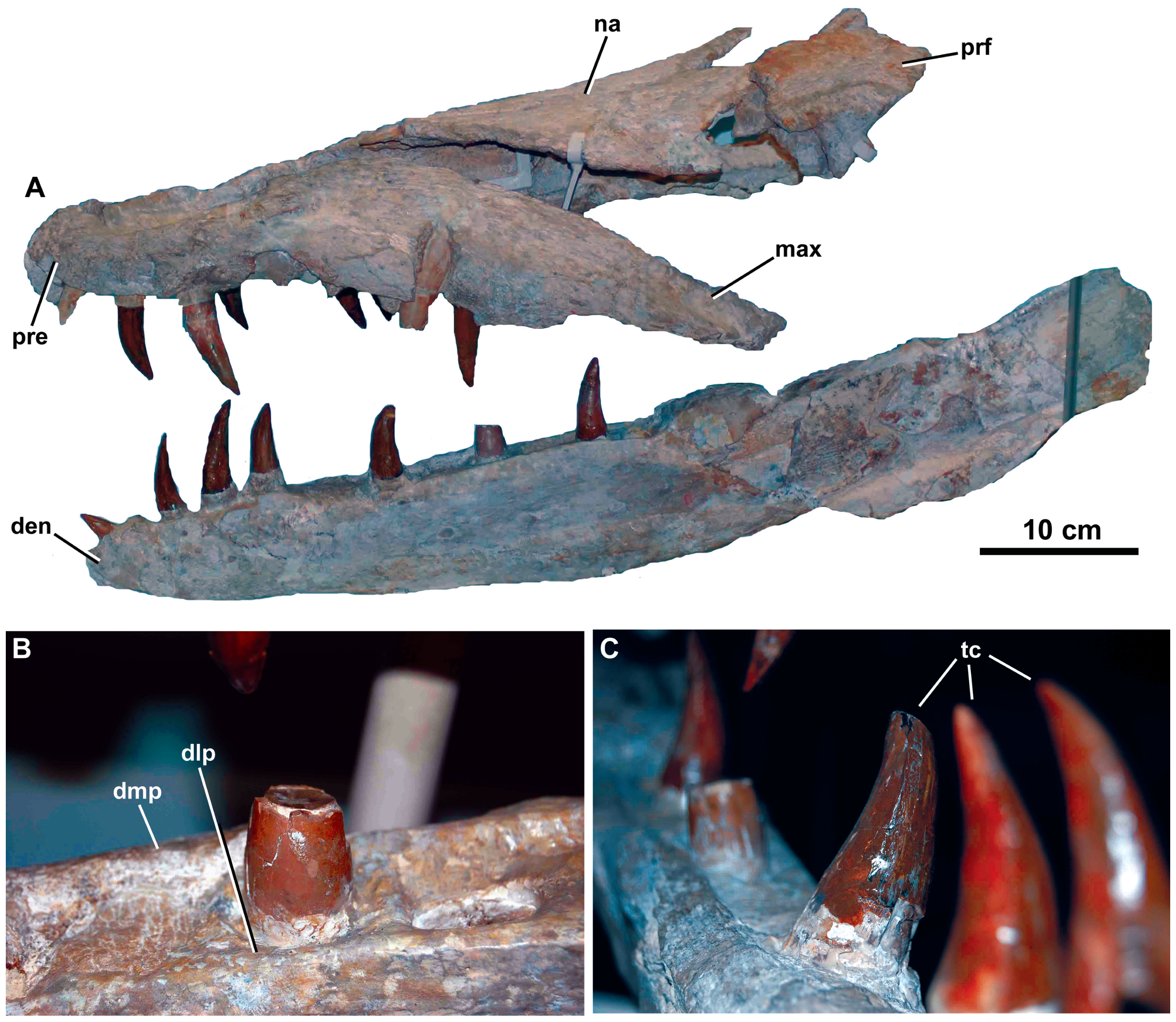 Figure 2. Dakosaurus maximus , neotype SMNS 8203.