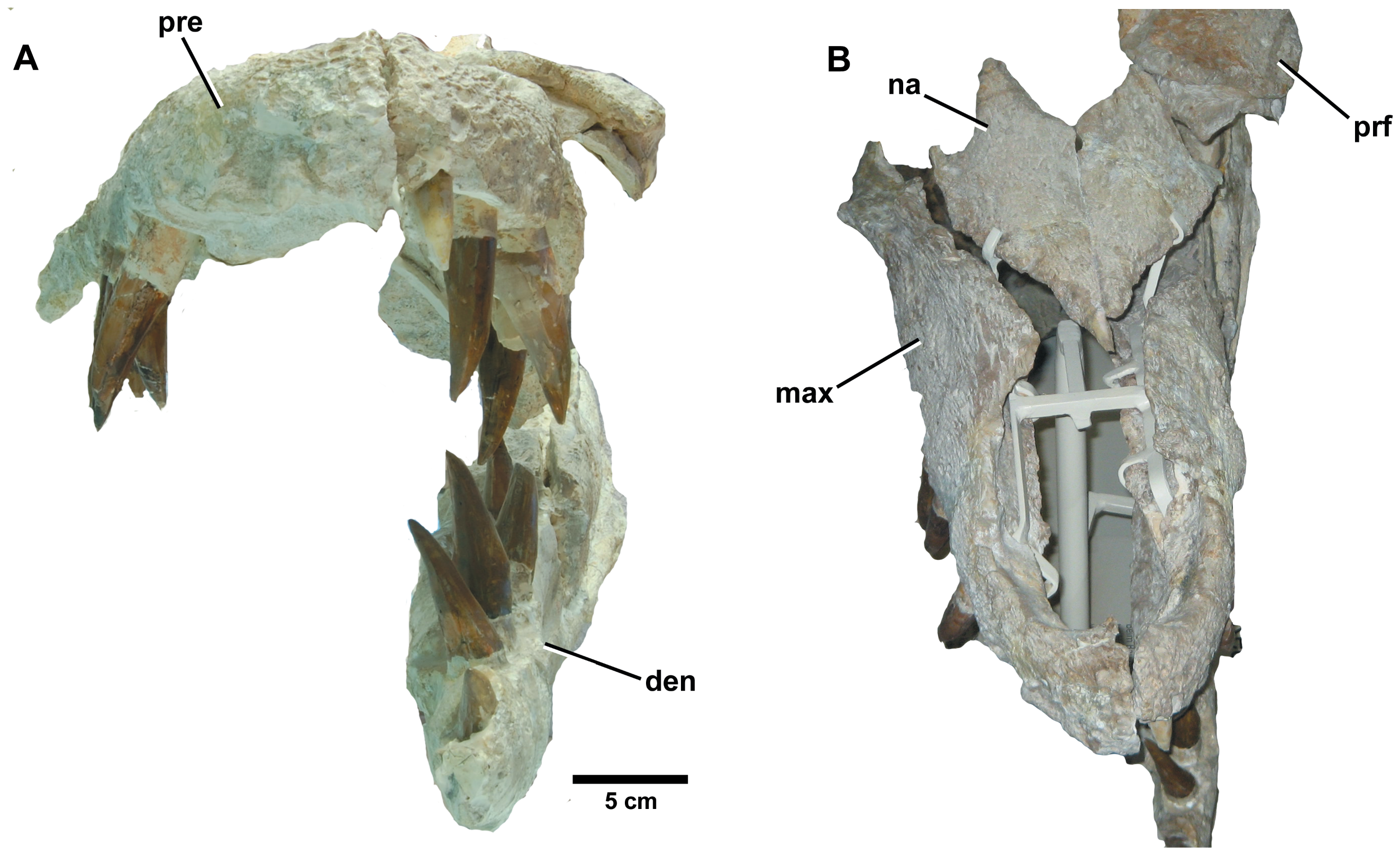 Figure 3. Dakosaurus maximus , neotype SMNS 8203.