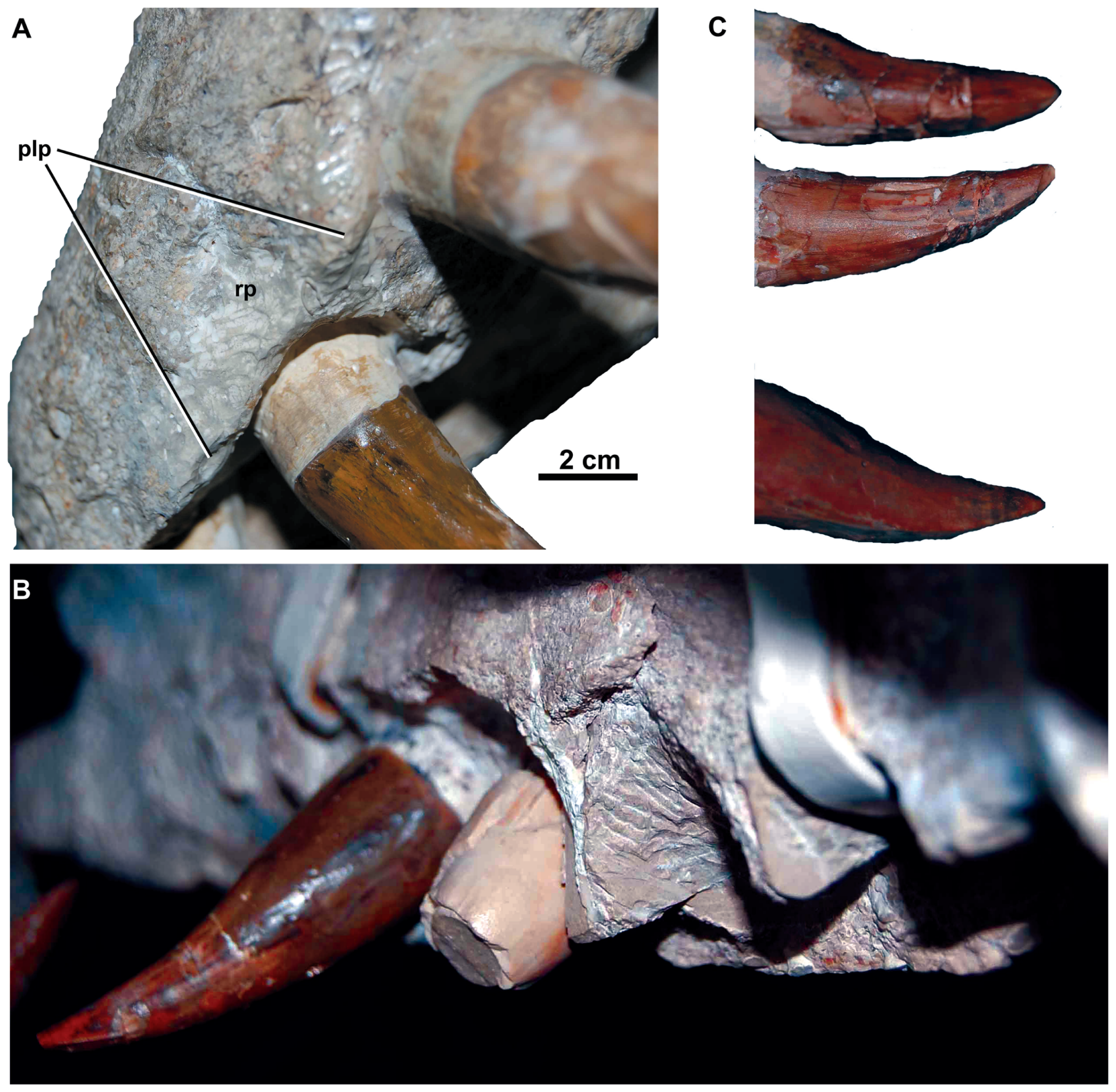 Figure 4. Dakosaurus maximus , neotype SMNS 8203.