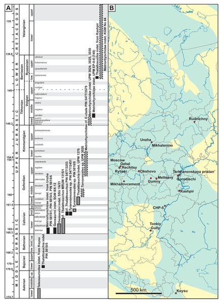 Figure 1: (A) Stratigraphic distribution of thalattosuchians from European Russia. Specimens with uncertainties in stratigraphic position are shown in grey boxes, specimens collected ex situ are shown with dashed margins. (B) Localities of known thalattosuchian fossils from European Russia. Blue coloration on the map outlines of the Middle Russian Sea during the Callovian, based on Sasonova & Sasonov (1967) . Chronostratigraphic chart in (A) follows the International Chronostratigraphic Chart ( 