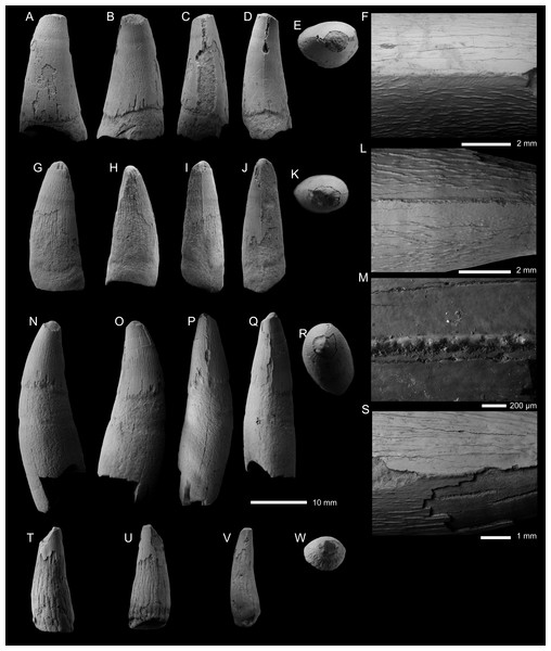 Figure 3: Metriorhynchid tooth crowns from the lower and middle Callovian. (A–F) Metriorhynchidae indet. (PIN 5819/6) from the lower Callovian of the Unzha River, Kostroma Oblast, Russa. (G–M) Metriorhynchidae indet. (PIN 5819/1) from the lower Callovian of the Unzha River, Kostroma Oblast, Russia. (N–S) Metriorhynchidae indet. (PIN 5819/2) from the lowerCallovian of the Unzha River, Kostroma Oblast, Russia. (T–W) Metriorhynchidae indet. (PIN 5819/7) from the middle Callovian of Gzhel Village, R