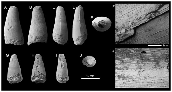 Figure 4: Metriorhynchid tooth crowns of cf. Thalattosuchus from the lower and middle Callovian of European Russia. (A–F) cf. Thalattosuchus (MRUM 1315/1) from Gumny village, Republic of Mordovia, Russia; (G–K) cf. Thalattosuchus (PIN 5477/3253) from the middle Callovian, Mikhaylovcement Quarry, Ryazan Oblast, Russia. Crowns are depicted in labial (A, G), lingual (B, H), mesial (C, I), distal (D), and apical (E, J) views. F, K are SEM photographs of carinae. Download full-size image DOI: 10.7717
