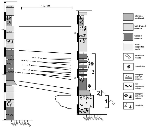 Figure 2: Condensed stratigraphic sections demonstrating the lateral variability near the Jimbo Quarry. “?” indicate loss of direct lateral correlation due to covered section. 1 = Jimbo Quarry; 2 = Lori locality; 3 = marginal wetland deposits. Download full-size image DOI: 10.7717/peerj.7247/fig-2