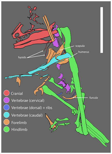 Figure 3: Reconstructed quarry map of WYDICE-DML-001. Association of skeletal elements assembled from 3D scans of specimen blocks prior to final mechanical preparation. Scale bar = 6 cm. Download full-size image DOI: 10.7717/peerj.7247/fig-3