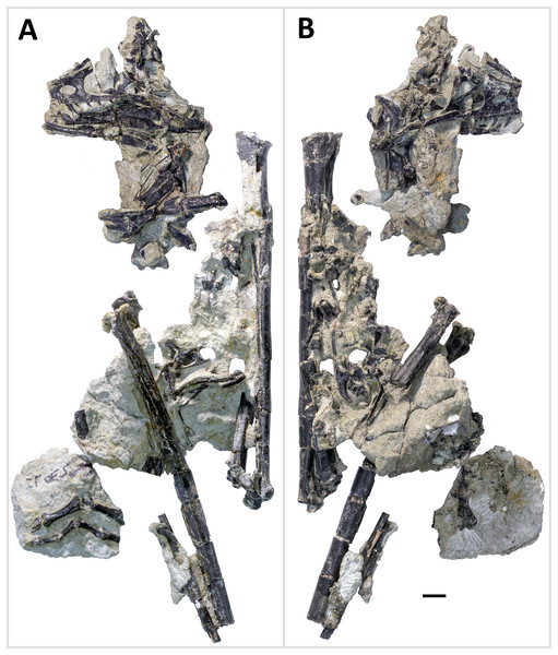 Figure 4: Primary blocks of WYDICE-DML-001. “Left” (A) and “right” (B) sides of the blocks after final preparation (B). Scale bar = one cm. Images taken by Levi Shinkle, used with permission. Download full-size image DOI: 10.7717/peerj.7247/fig-4