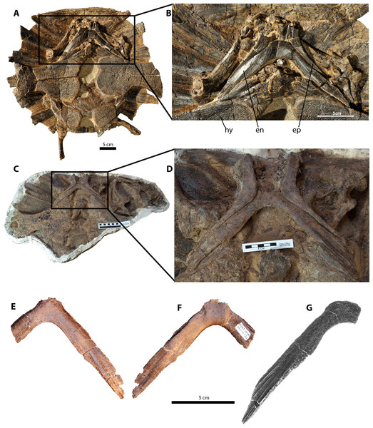 Figure 1: Purported furculae for the holotype and referred specimens of Dakotaraptor steini compared with the entoplastron of the trionychid turtle Axestemys splendida ; anterior is up. (A–D), Axestemys splendida plastra in ventral view, showing the entoplastron in articulation with the other elements of the plastron. (A) and (B) ROM 1430; (C) and (D) TMP 2015.012.0011. NCSM 13170 trionychid entoplastron (referred to D. steini by DePalma et al., 2015 ) in (E) dorsal and (F) ventral views. (G) PB