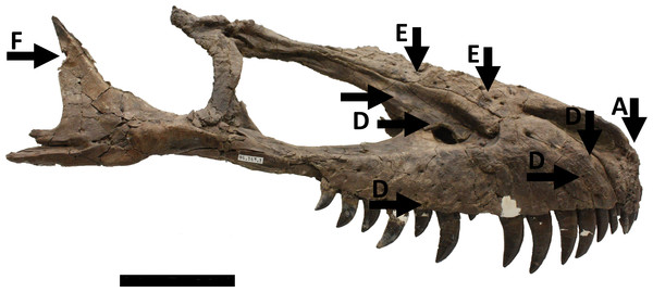 Figure 1: Skull in right lateral view showing numerous injuries indicated with black arrows and the relevant code letter (see the text for details). See also Figs. 4 and 5 for additional details on the right maxilla not indicated on this figure for clarity. Scale bar is 100 mm. Download full-size image DOI: 10.7717/peerj.885/fig-1