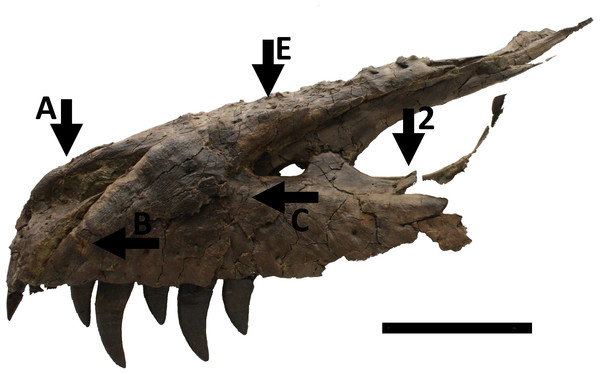 Figure 2: Skull in left lateral view showing numerous injuries indicated with black arrows and the relevant code letter or number (see the text for details). Note that for this view the ‘floating effect’ of a thin lacrimal and other posterior elements is due to the fact that these are supported by plaster which has been digitally edited out so not all of the medial side of the bone can be seen. Scale bar is 100 mm. Download full-size image DOI: 10.7717/peerj.885/fig-2