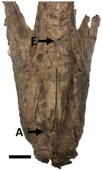 Figure 3: Snout in dorsal view showing damage A to the ascending processes of the premaxillae and E, a large subcircular lesion in the nasals. Scale bar is 50 mm. Download full-size image DOI: 10.7717/peerj.885/fig-3
