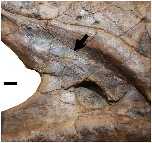 Figure 4: Lesion associated with the proxmaxillary fenestra. Lesion above the promaxillary fenestra described in D (black arrow). Scale bar is 10 mm. Download full-size image DOI: 10.7717/peerj.885/fig-4