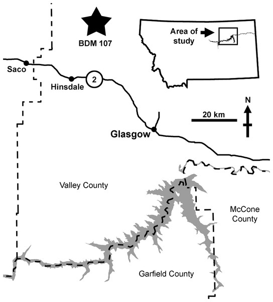 Figure 1: Map of the area of discovery of BDM 107, holotype of D. wilsoni sp. nov. Nearby towns (Hinsdale, Glasgow, Saco) and highways (US-2) are labeled. Dashed lines indicate county boundaries; “Jack’s B2” site indicated by star. Download full-size image DOI: 10.7717/peerj.14461/fig-1