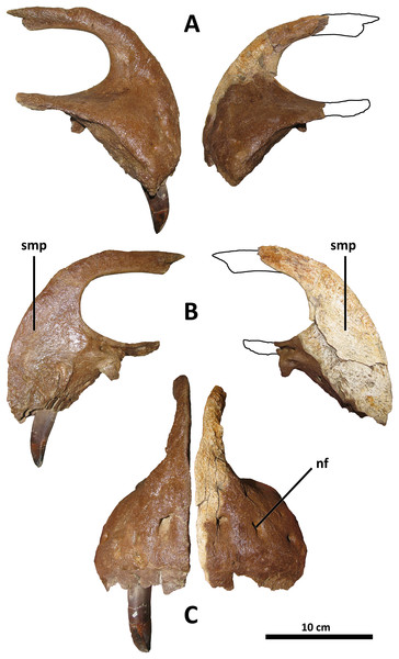 Figure 2: Premaxillae of BDM 107. Shown in lateral (A), medial (B), and rostral (C) views. Abbreviations are as follows: nf, neurovascular foramina; smp, symphysis. Scale is 10 cm. Download full-size image DOI: 10.7717/peerj.14461/fig-2
